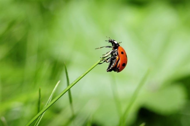 ladybug-insect-nature-meadow