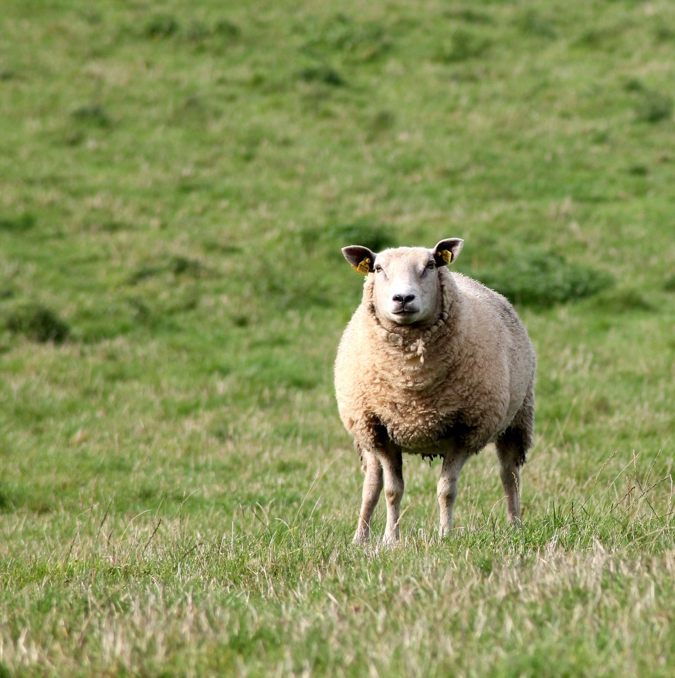 single sheep in grassy field looking at the camera