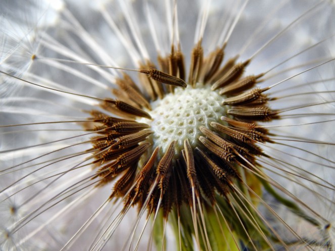 dandelion-seeds-flower-garden-51338