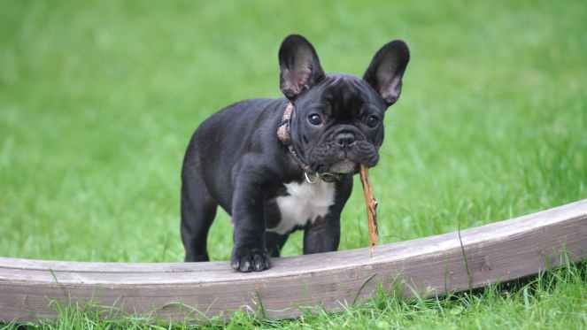 black and white french bulldog puppy stepping on brown wood board panel close up photography