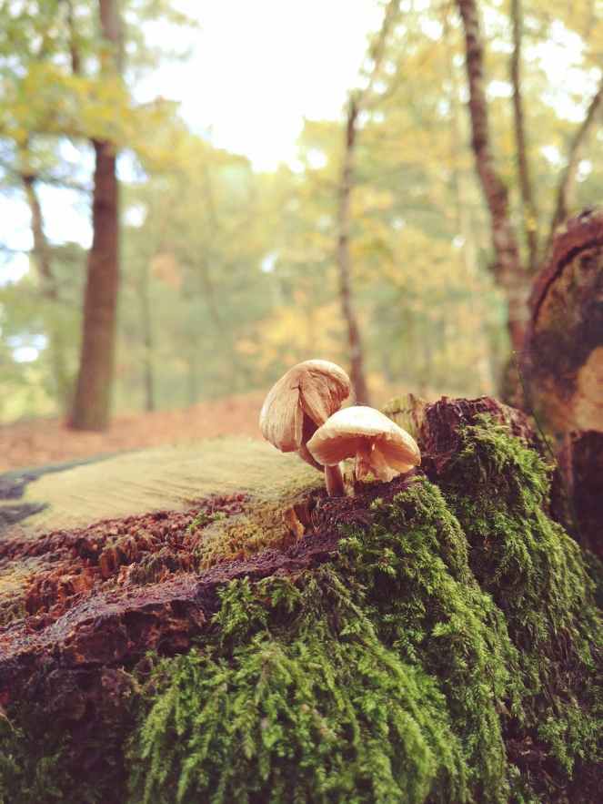 two mushrooms with green plants