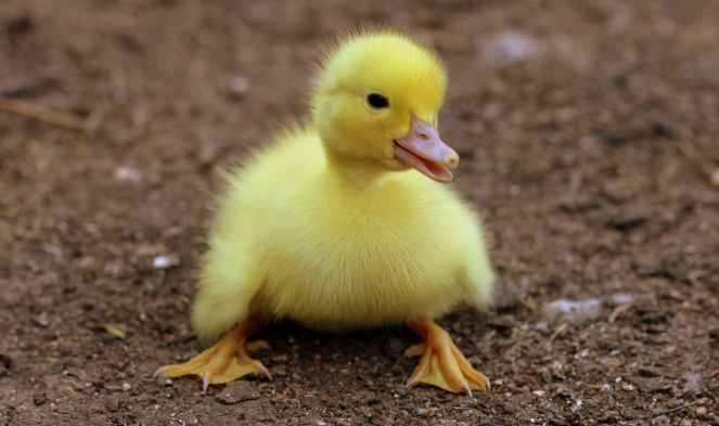 duckling on black soil during daytime